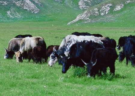 屬牛的幸運(yùn)花是什么花