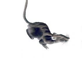 屬鼠的人性格和優(yōu)缺點(diǎn)