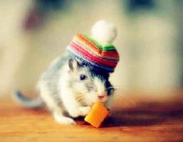 什么生肖最旺鼠 