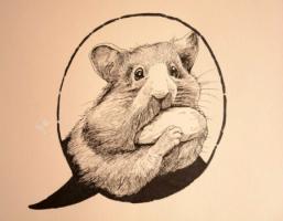 屬鼠女人婚姻與命運(yùn)