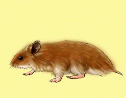 生肖鼠哪年有橫財(cái)