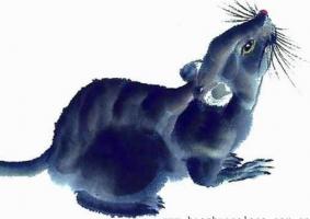 屬鼠在五行里屬什么