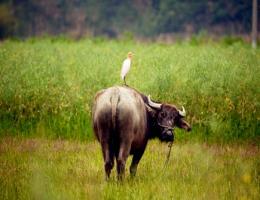 牛和兔的屬相合不合 - 牛和兔婚配怎樣