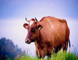 牛和龍的屬相合不合 - 牛和龍婚配怎樣