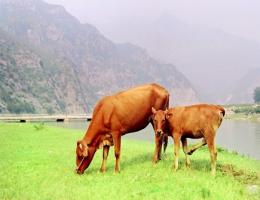 生肖牛哪年有橫財(cái)
