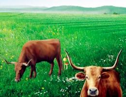 最適合屬牛男的老婆