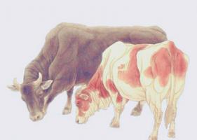 生肖牛最忌諱的顏色有哪些