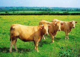 屬牛農(nóng)歷幾日出生富貴命