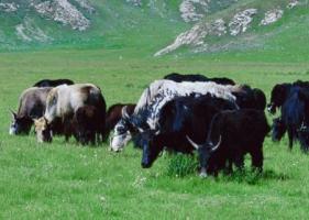 屬牛的幸運(yùn)花是什么花