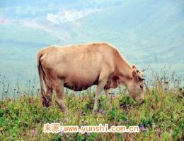 屬牛人一生有哪些災(zāi)難