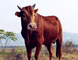 屬牛遇小人怎么辦 - 屬牛的小人是誰(shuí)