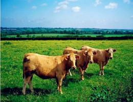 生肖屬牛的人長(zhǎng)相如何