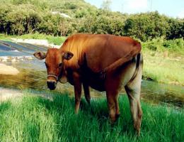 生肖牛哪個(gè)月份最苦 - 生肖牛哪幾月出生最好