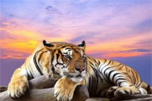 2022年公司旺風水指南，虎年如何旺公司風水