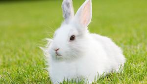 2024年屬兔終于轉(zhuǎn)運(yùn)了