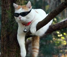 十二星座誰是老大