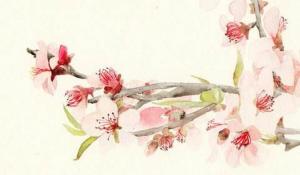 屋內(nèi)的財(cái)位那里擺什么好 綠植招財(cái)吉祥最佳