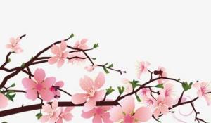 家中財(cái)位適合擺放什么植物 常綠植物招財(cái)富有生氣