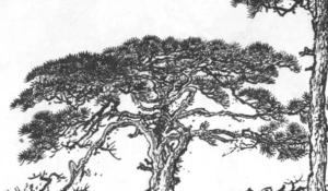 農(nóng)村房子后面適合種什么樹 遮陰效果好留住財運(yùn)