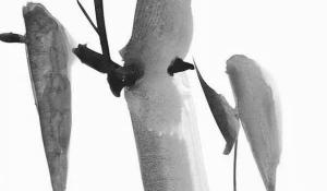 進(jìn)門正對放什么擺件好 大有講究改善風(fēng)水