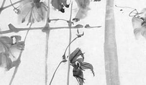 什么果樹種在門前最好 財運亨通子孫滿堂