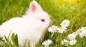 屬兔2024年的運勢及運程 屬兔人2024年全年運勢詳解