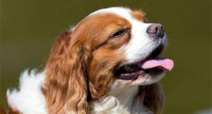 屬狗2024年的運勢及運程 屬狗人2024年全年運勢詳解