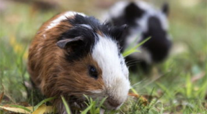 屬猴2024年的運勢及運程 屬猴人2024年全年運勢詳解