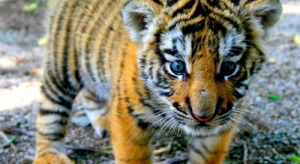 屬虎2024年的運勢及運程 屬虎人2024年全年運勢詳解