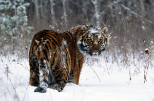 86年虎女2024年運勢如何 86年虎女2024年運勢完整版