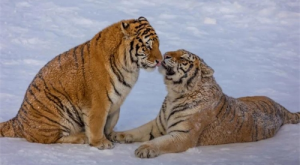 1986年虎女2024年運勢 86年虎女2024年運勢及每月的運程