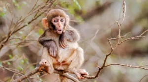 1980年屬猴2024年運勢完整版 1980年屬猴2024年運勢及運程每月運程