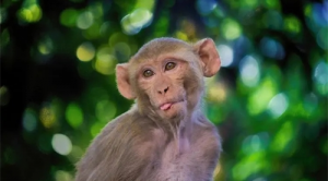 1980年屬猴2024年運勢完整版 1980年屬猴2024年運勢完整版男