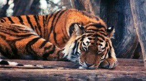 1986年屬虎人2024年運勢 1986年屬虎人2024年每月運程