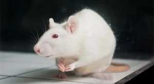 1984年屬鼠人2024年運勢 1984年屬鼠人2024年運勢每月運程詳解