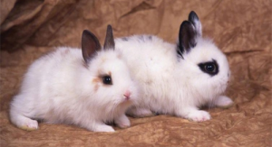 1987年屬兔人2024年運(yùn)勢及運(yùn)程 1987年屬兔人2024年運(yùn)勢及運(yùn)程每月運(yùn)程