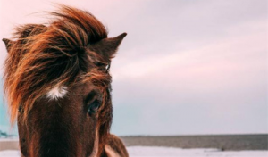 屬馬2024年的運勢及運程 屬馬人2024年全年運勢詳解