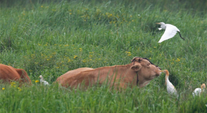 屬牛2024年的運勢及運程 屬牛人2024年全年運勢詳解