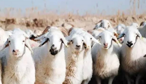 男羊女屬鼠結(jié)婚了好不好 男羊女屬鼠結(jié)婚了咋辦