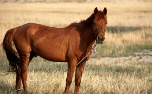 屬馬和屬馬的婚姻怎么樣 屬馬和屬馬的婚姻如何