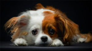 女虎男狗生肖配對(duì)姻緣 屬虎女與屬狗男婚姻配對(duì)詳解