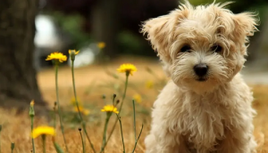 屬虎和屬狗的婚姻怎么樣 屬虎和屬狗的婚姻如何