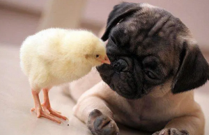 女屬雞男屬狗結(jié)婚旺嗎 女雞男狗婚姻好不好