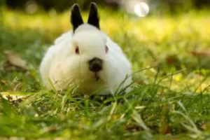 屬猴和屬兔的婚姻怎么樣 屬猴和屬兔的婚姻如何