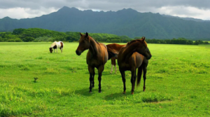 屬雞和屬馬的婚姻怎么樣 屬雞和屬馬的婚姻如何