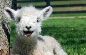 屬羊和屬牛的相配嗎 屬羊的和屬牛的合不合