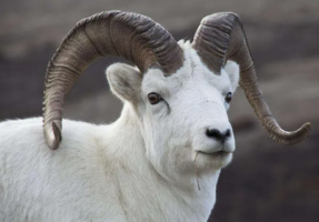 屬雞和屬羊的婚姻怎么樣 屬雞和屬羊的婚姻如何