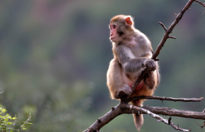 屬虎和屬猴的婚姻怎么樣 屬虎和屬猴的婚姻如何