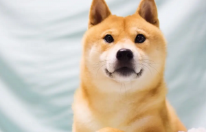 屬龍和屬狗的婚姻怎么樣 屬龍和屬狗的婚姻如何