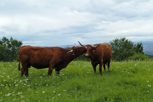 屬豬和屬牛的婚姻怎么樣 屬豬和屬牛的婚姻如何